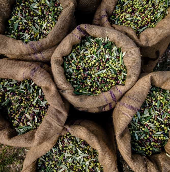 Sacchi Olive